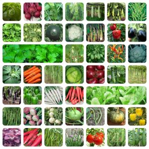 ORGANIC 45 Variety Of Vegetable Seeds With Instruction Manual